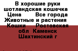 В хорошие руки шотландская кошечка › Цена ­ 7 - Все города Животные и растения » Кошки   . Ростовская обл.,Каменск-Шахтинский г.